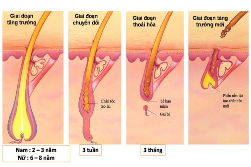 4 GIAI ĐOẠN TRONG CHU TRÌNH PHÁT TRIỂN TÓC