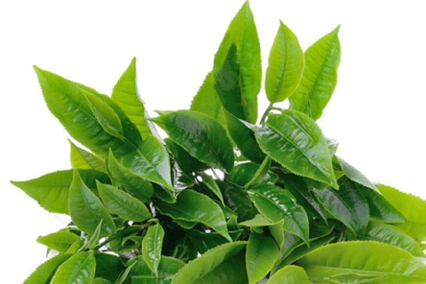 Chiết xuất Lá trà xanh – Green Tea Extract có vai trò gì đối với cơ thể