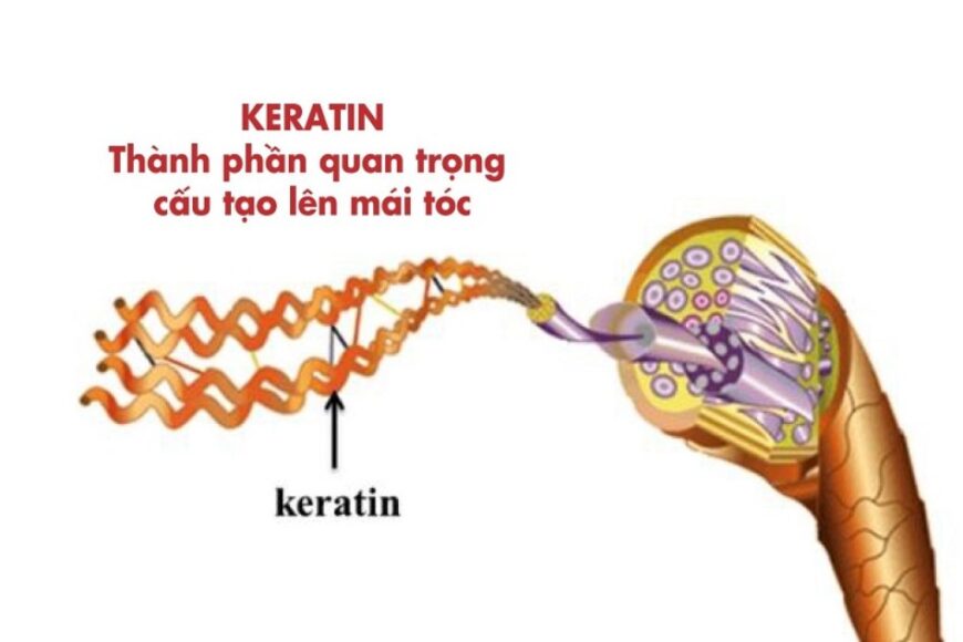 Keratin là gì? Tác dụng của Keratin với tóc? Bổ sung Keratin cho tóc bằng cách nào?