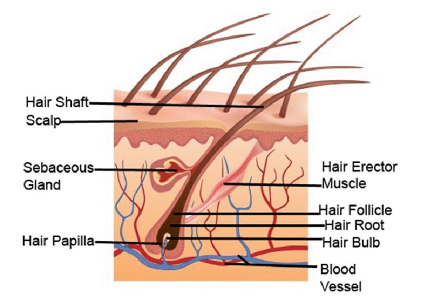 Nguyên nhân gây ngứa da đầu kèm rụng tóc là do đâu? KIKYTO